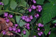 Strobilanthes heyneanus